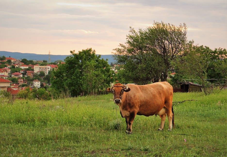 crane lifting modular home onto foundation