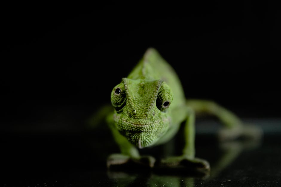 fresh green salad with vinaigrette dressing