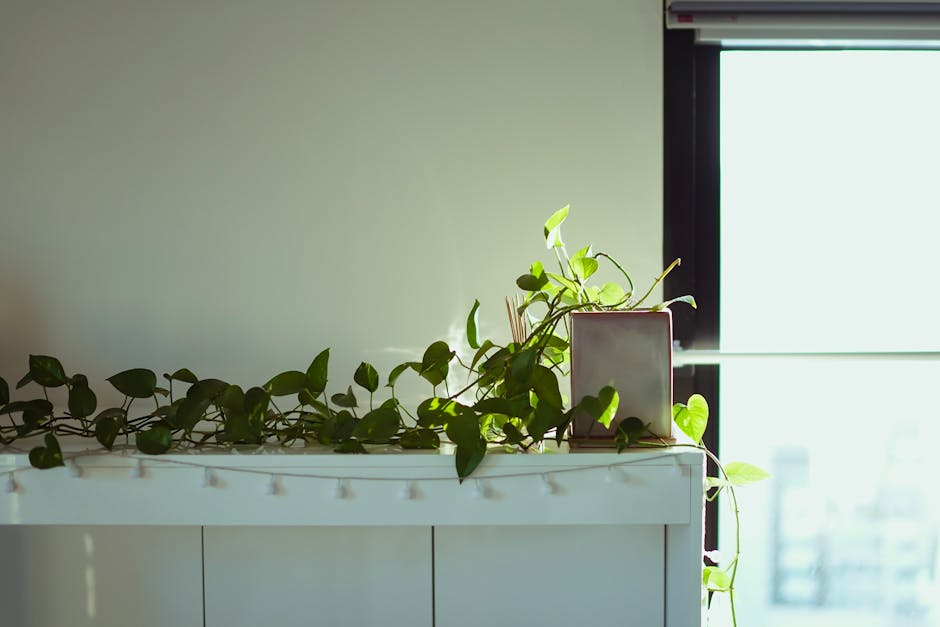 sunny winter morning through window