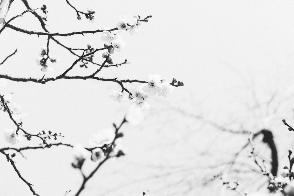 black and white, black white, flower의 무료 스톡 사진