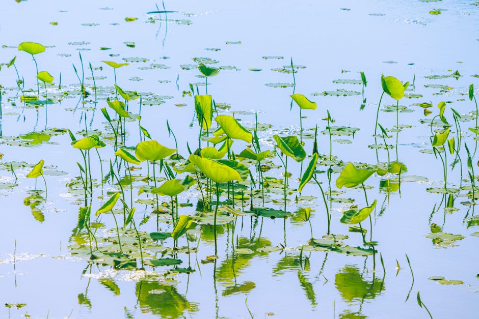 green tea leaves in water and aloe vera