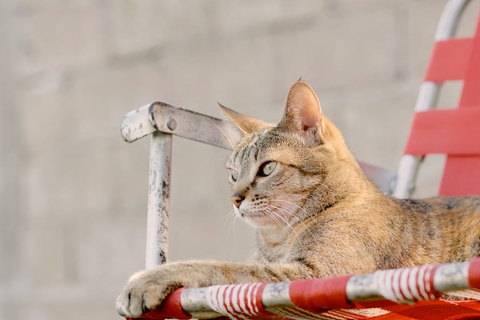 cozy bedroom sunlight peaceful