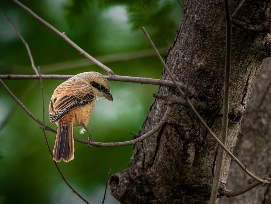 brown shrike, DSLR, 녹지의 무료 스톡 사진