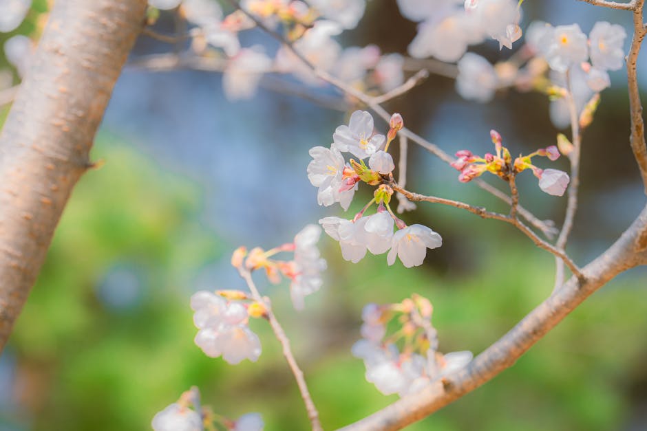 spring cherry blossoms lake park scenery
