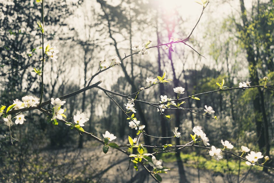 spring sunshine flowering branch