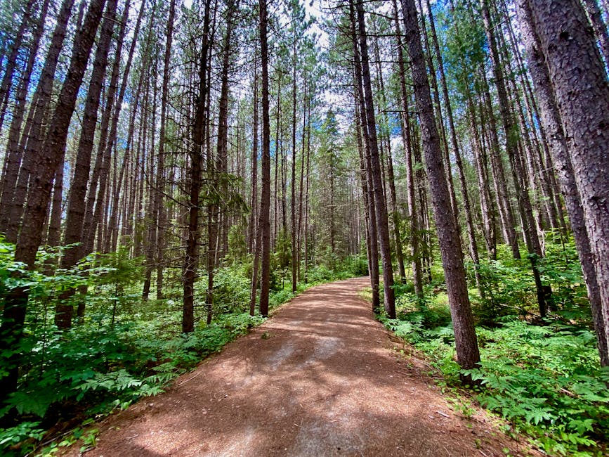 sunny spring park walking path