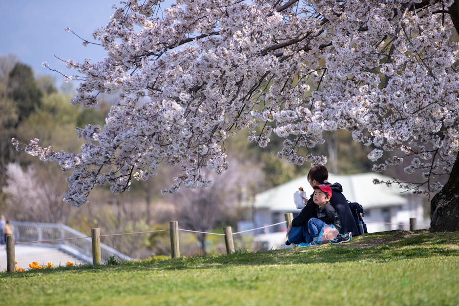 happy people having picnic under cherry blossom trees
