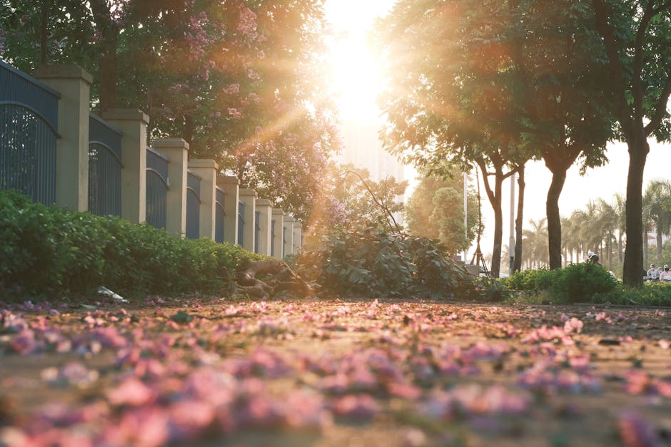 cherry blossom street spring sunlight