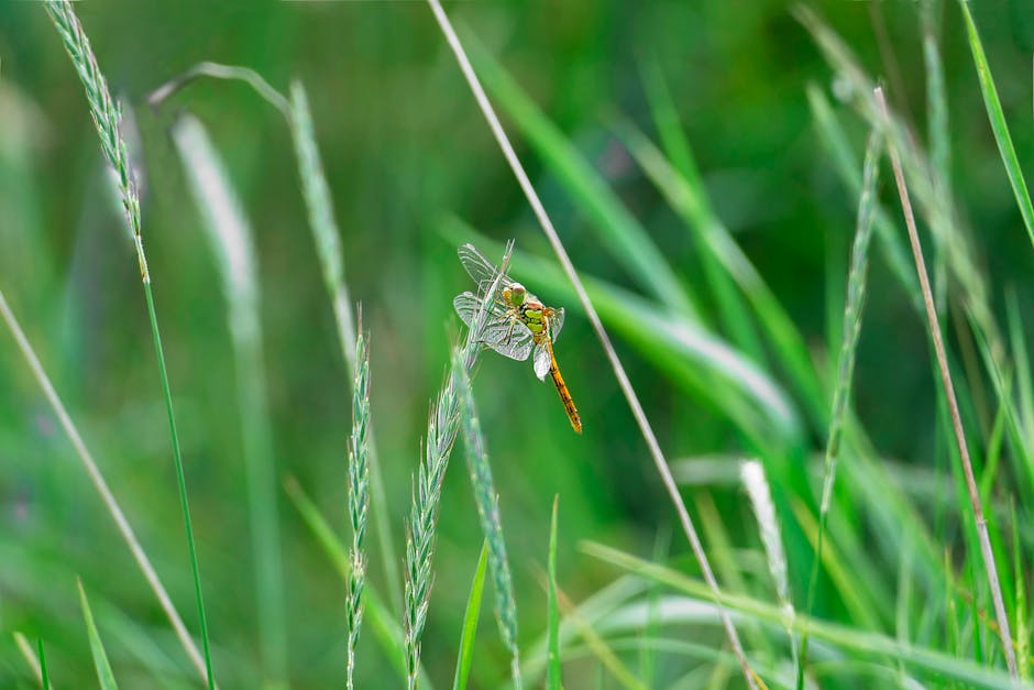 man checking hair scalp in mirror