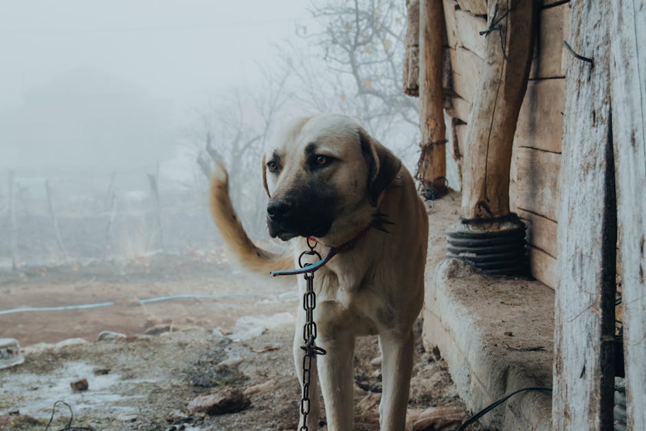 kangal shepherd dog, 가을, 개의 무료 스톡 사진