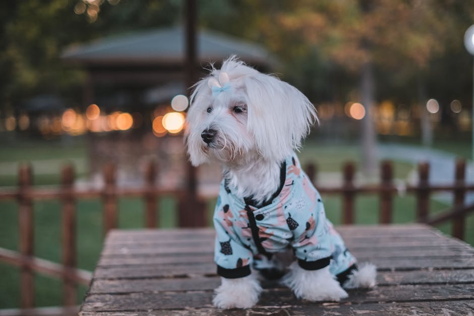 가을, 강아지, 개의 무료 스톡 사진