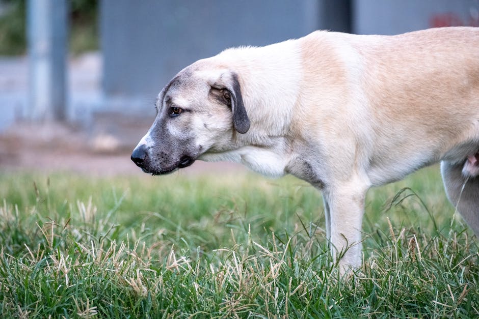 dog walking in tall green grass park