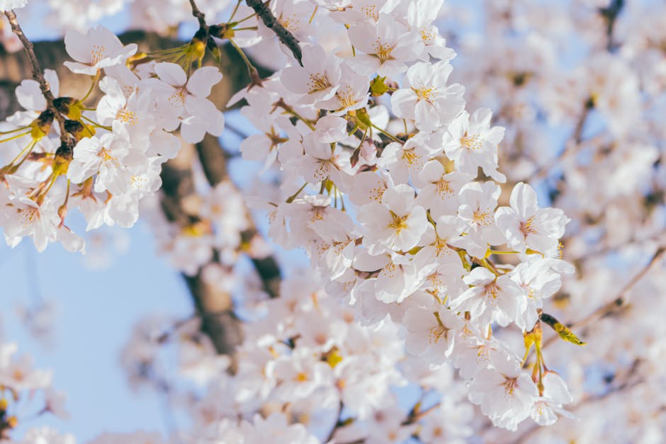 White pear blossom flowers in a sunny garden