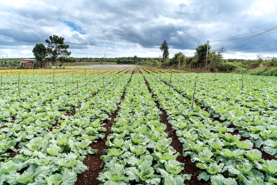 organic vegetable farm landscape