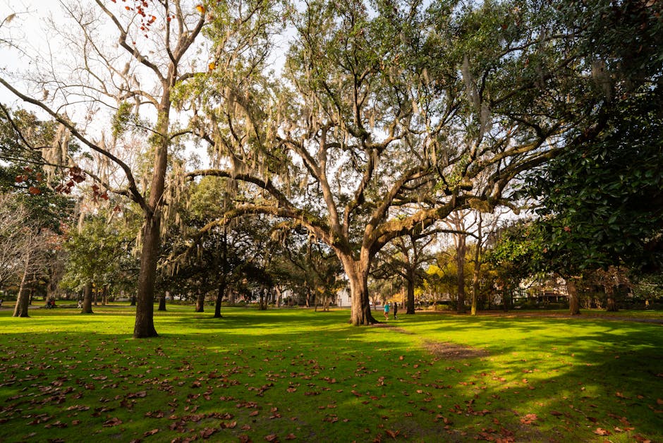 forsyth park, 가을, 경치의 무료 스톡 사진