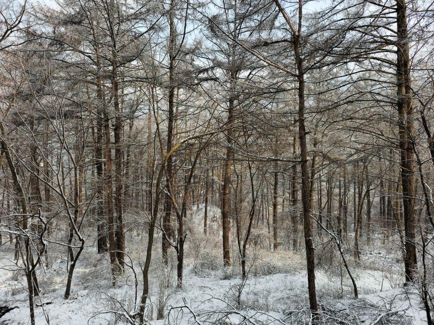 Bukhansan National Park landscape forest